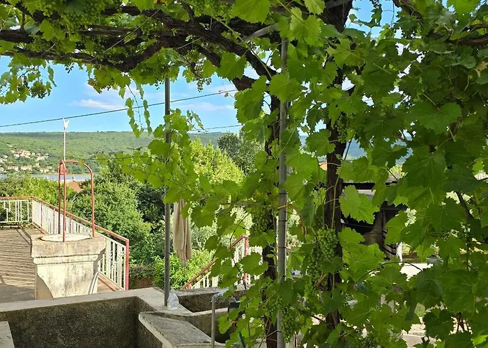 Lavanda Čižići